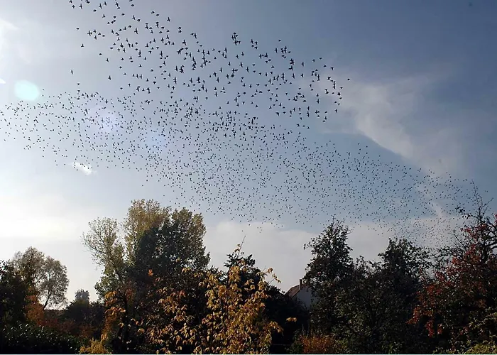 Gaestehaus Palatinas Böchingen